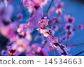 淡紫紅梅 14534663