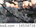 日落和梅花 14534718