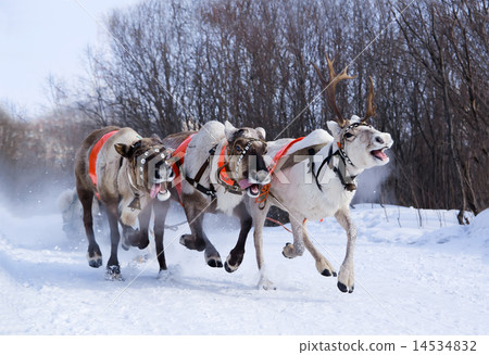 Team of rein-deers skims over the snow path. 14534832