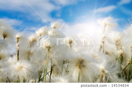 Several whites fluffes Several whites fluffes 14534834