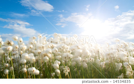 Several whites fluffes Several whites fluffes 14534835