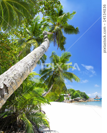 White coral beach sand and azure indian ocean. White coral beach sand and azure indian ocean. 14534836