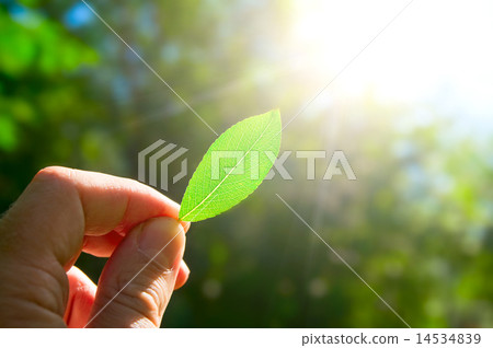 The person holds in a hand a leaf The person holds in a hand a leaf 14534839