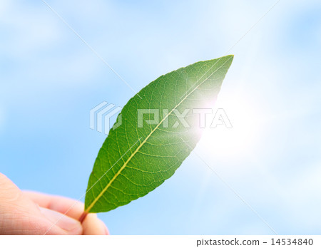 The person holds in a hand a leaf The person holds in a hand a leaf 14534840