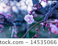 梅花梅花 14535066