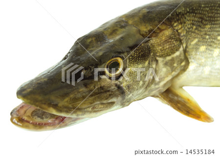 Head pike 14535184