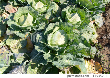 白菜田 白菜田 14535292