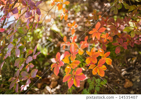 Autumn leaves of the primeval forest 14535407