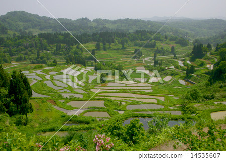 水稻梯田 水稻梯田 14535607