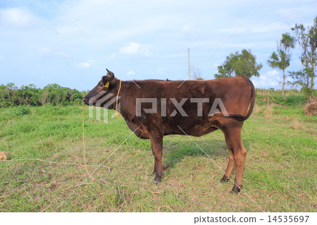 石垣牛肉 14535697