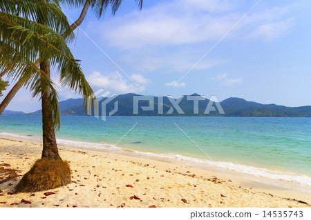 Beach and palm tree Thailand 14535743
