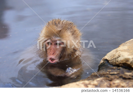進入溫泉的逗人喜愛的矮小的猿Jigokudani雪猴子 14536166
