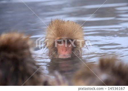 進入溫泉的逗人喜愛的矮小的猿Jigokudani雪猴子 14536167