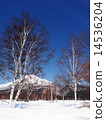 Bandai and white birch 14536204