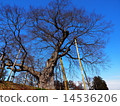 large tree  14536206