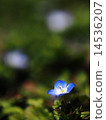 Persian speedwell 14536207