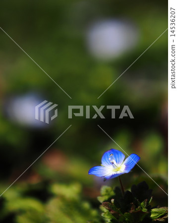 Persian speedwell 14536207