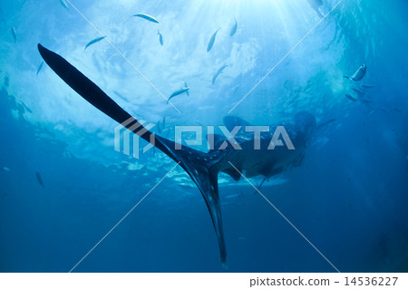 Whale shark 14536227