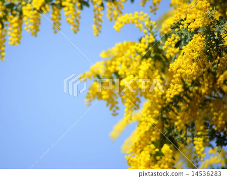 盛開的含羞草 14536283