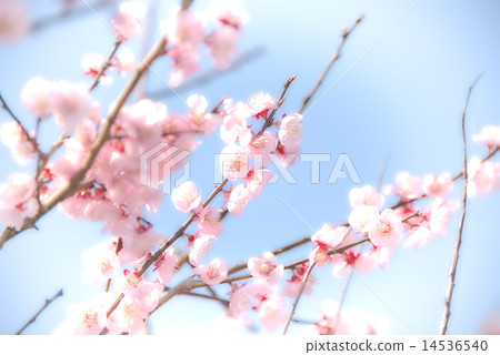 梅 梅 14536540