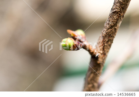櫻桃芽 14536665