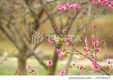 Plum and mezzo japanese apricot and bird 14536927