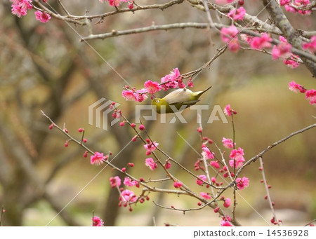 Plum and mezzo japanese apricot and bird 14536928