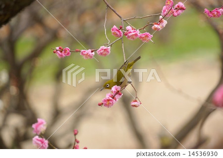 Plum and mezzo japanese apricot and bird 14536930