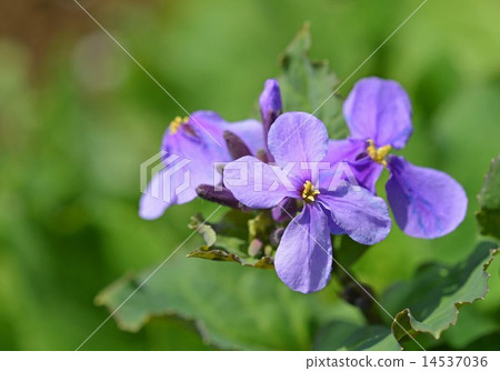 Murasakihanana（紫色綠色花） 14537036