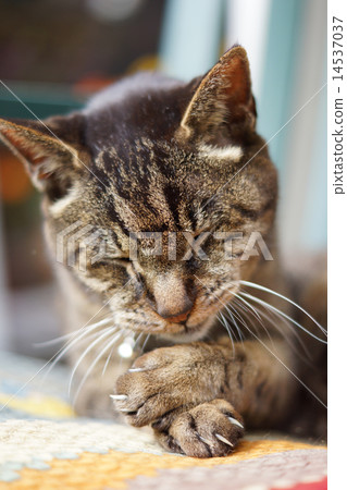 放鬆的野雞貓 放鬆的野雞貓 14537037
