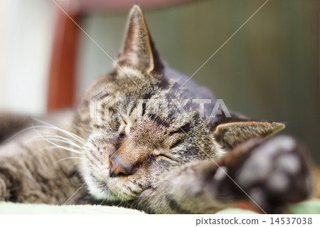 野雞貓睡覺 14537038