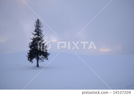 Christmas tree tree Christmas tree tree 14537209