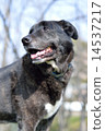 黑狗 14537217
