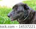 黑狗 14537221
