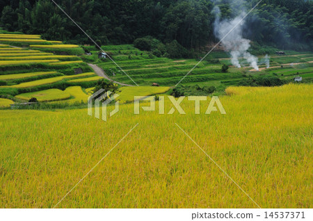 Rice terraces Rice terraces 14537371