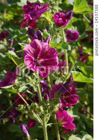 Mallow flower 14537388