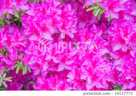 Pink azalea flowers at Tega-numa Park 14537773