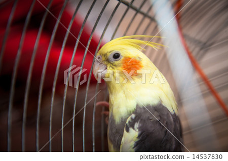Closeup shot of beautiful yellow parrot sitting in cage 14537830