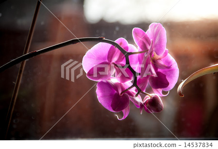 purple orchid standing on windowsill at sunny day 14537834