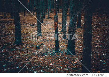 Toned shot of scary dark forest with burnt tree trunks 14537850