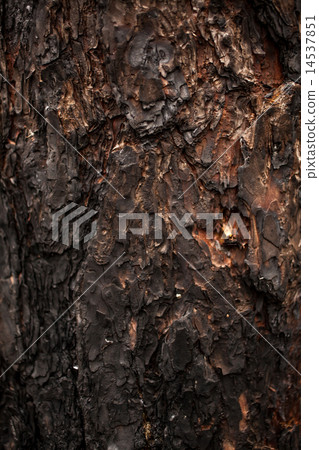 texture of burnt wooden bark texture of burnt wooden bark 14537851