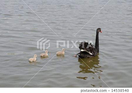 Chicks and parents Chicks and parents 14538540