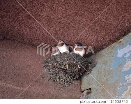 Swallow (no eye line) Swallow (no eye line) 14538743