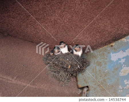 Swallow (with line of sight) 14538744