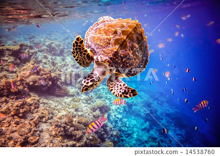 Hawksbill Turtle - Eretmochelys imbricata Hawksbill Turtle - Eretmochelys imbricata 14538760