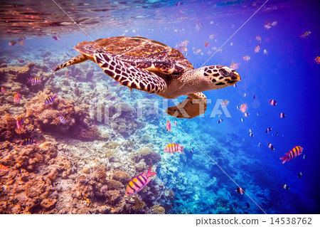 Hawksbill Turtle - Eretmochelys imbricata Hawksbill Turtle - Eretmochelys imbricata 14538762