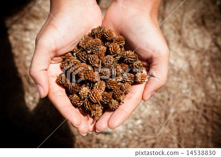 women hand holding pine cone 14538830