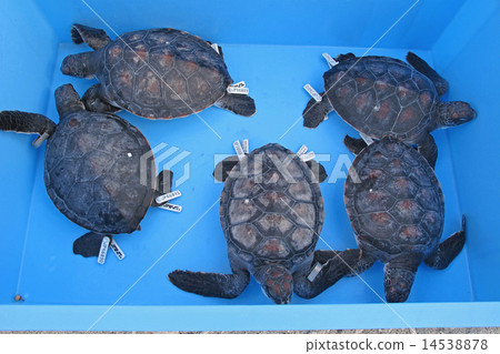 Hatched green turtle in Chichijima, Ogasawara Islands Hatched green turtle in Chichijima, Ogasawara Islands 14538878