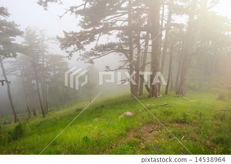 Sun against the fog Sun against the fog 14538964