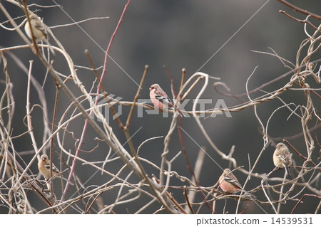 長尾雀 長尾雀 14539531